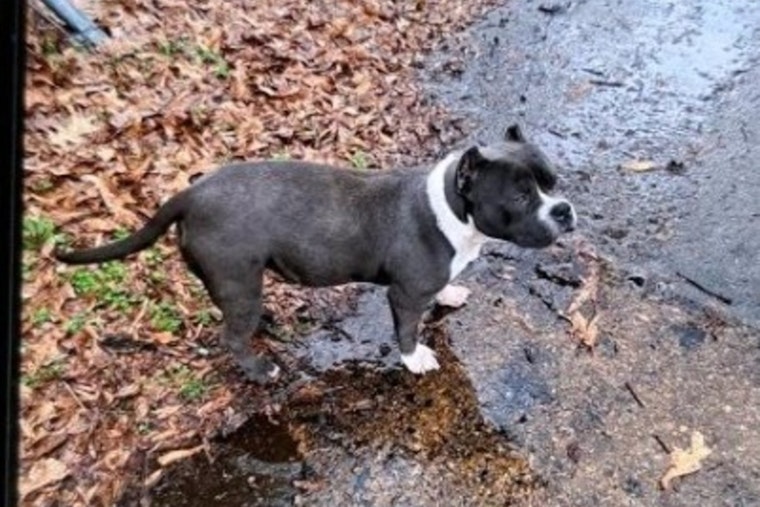 Memphis Police Seek Public's Help to Find Stolen American Bullies, Suspect at Large