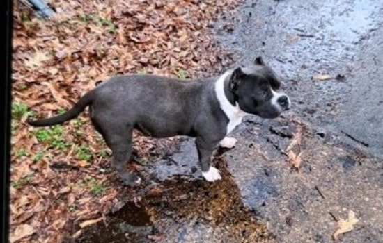 Memphis Police Seek Public's Help to Find Stolen American Bullies, Suspect at Large