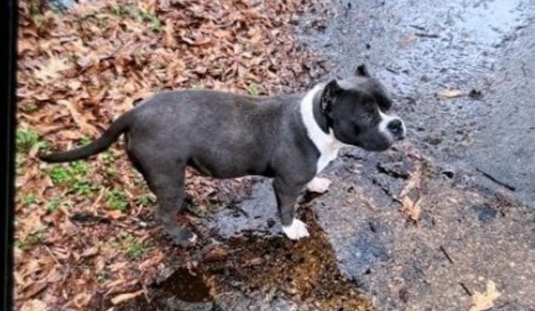 Memphis Police Seek Public's Help to Find Stolen American Bullies, Suspect at Large