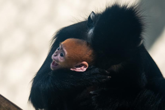 Memphis Zoo Celebrates Birth of Baby Francois Langur, Boosting Conservation Efforts