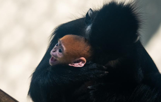 Memphis Zoo Celebrates Birth of Baby Francois Langur, Boosting Conservation Efforts