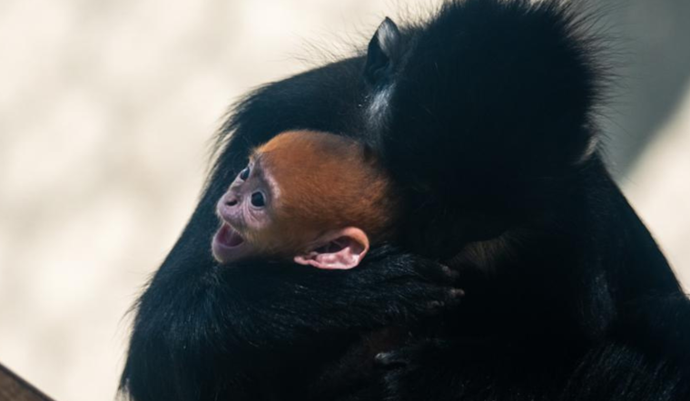 Memphis Zoo Celebrates Birth of Baby Francois Langur, Boosting Conservation Efforts