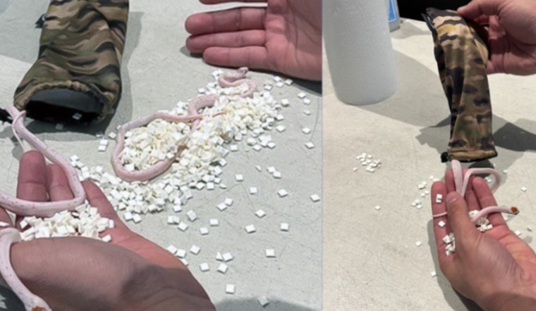 Miami Airport Turns Into Noah's Ark, TSA Finds Snakes Stashed in Passenger's Pants