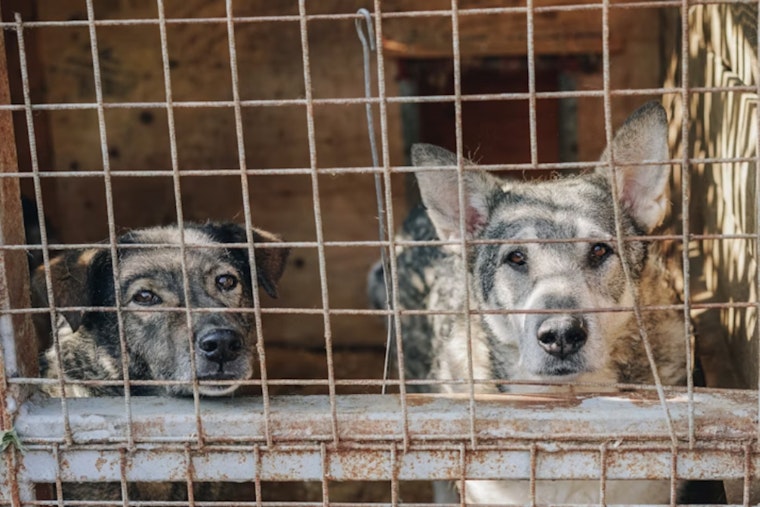 Miami-Dade Animal Services Battles Overpopulation Crisis in Doral and Medley Shelters Amid Heat Wave
