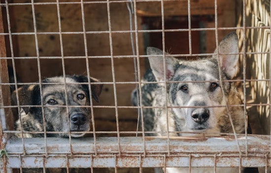 Miami-Dade Animal Services Battles Overpopulation Crisis in Doral and Medley Shelters Amid Heat Wave