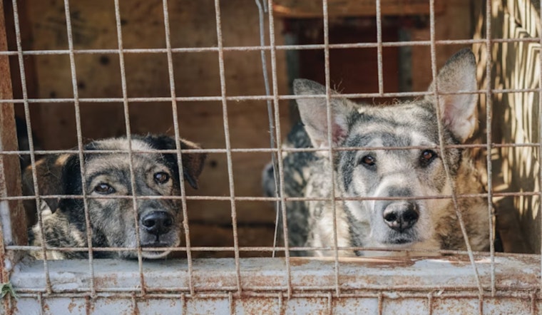 Miami-Dade Animal Services Battles Overpopulation Crisis in Doral and Medley Shelters Amid Heat Wave