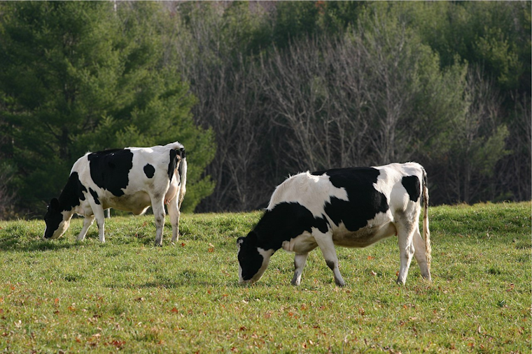 Michigan Battles Escalating Bird Flu Outbreak as Dairy Herds in Calhoun, Clinton, Ionia Counties Impacted
