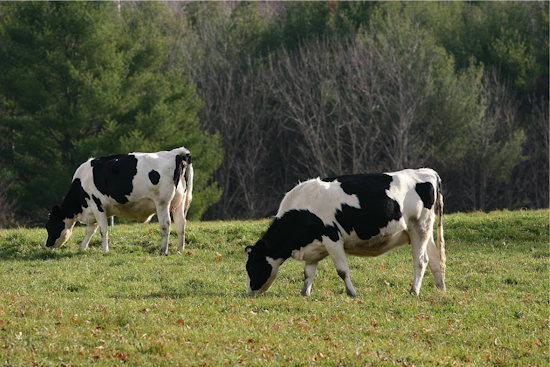 Michigan Battles Escalating Bird Flu Outbreak as Dairy Herds in Calhoun, Clinton, Ionia Counties Impacted