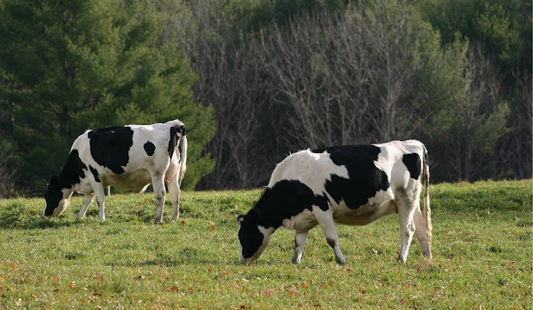 Michigan Battles Escalating Bird Flu Outbreak as Dairy Herds in Calhoun, Clinton, Ionia Counties Impacted