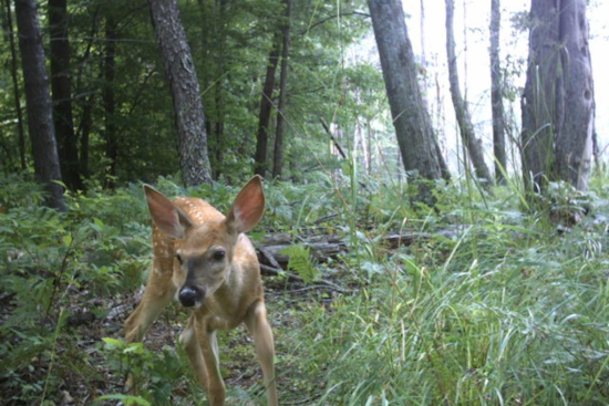 Michigan Men Charged with Wildlife Crimes, Including Inhumane Killing of Porcupine