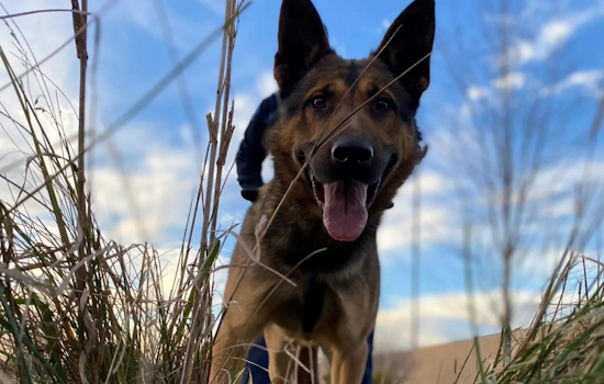 Michigan State Police Canine Tracks Suspected Hit-and-Run Driver Through Miles of Swamp and Forest