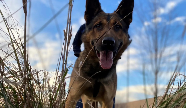 Michigan State Police Canine Tracks Suspected Hit-and-Run Driver Through Miles of Swamp and Forest