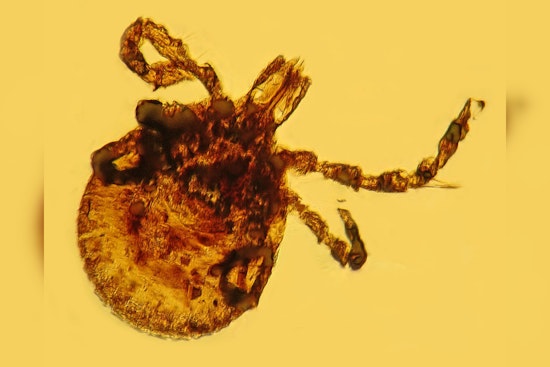 Michigan Warns of Tick Surge Amid Mild Winter, Lyme Disease Awareness Advocated