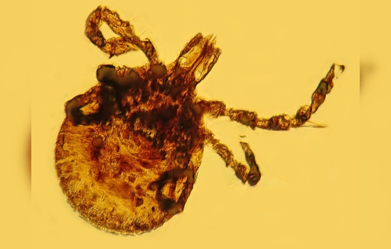 Michigan Warns of Tick Surge Amid Mild Winter, Lyme Disease Awareness Advocated