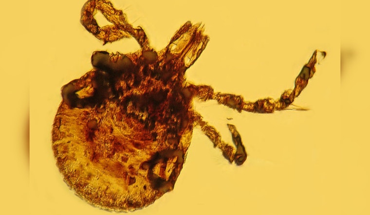 Michigan Warns of Tick Surge Amid Mild Winter, Lyme Disease Awareness Advocated