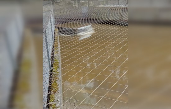 Million Chinook Salmon Fry Perish at Samish Hatchery in Washington Amid Mechanical Mishap