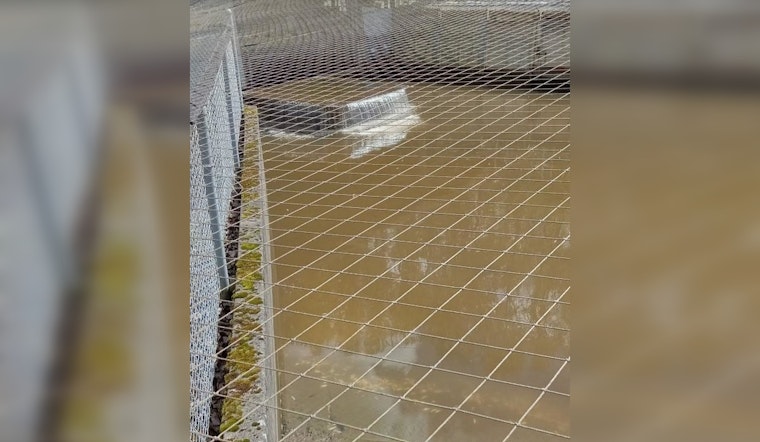 Million Chinook Salmon Fry Perish at Samish Hatchery in Washington Amid Mechanical Mishap