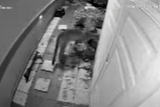 Milpitas Police Issue Warning as Mountain Lion Sighted at Local Mobile Home Park