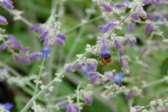 Minneapolis Celebrates World Bee Day, Champions Pollinator Protection Efforts