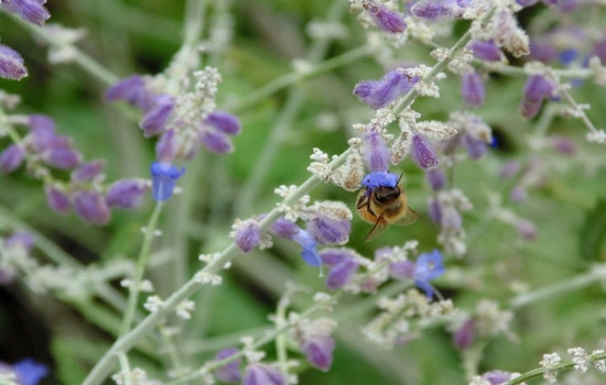 Minneapolis Celebrates World Bee Day, Champions Pollinator Protection Efforts