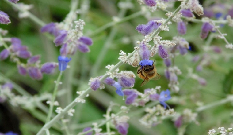 Minneapolis Celebrates World Bee Day, Champions Pollinator Protection Efforts
