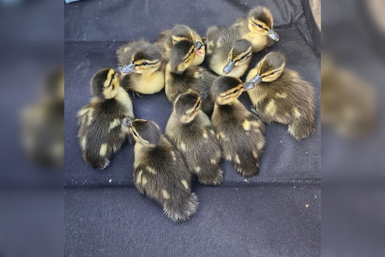 Minneapolis Police Team Up with Locals to Rescue Ducklings from Storm Drain