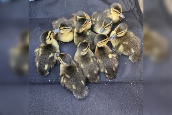 Minneapolis Police Team Up with Locals to Rescue Ducklings from Storm Drain