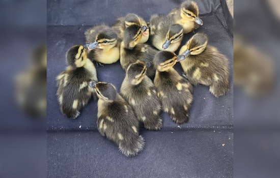Minneapolis Police Team Up with Locals to Rescue Ducklings from Storm Drain