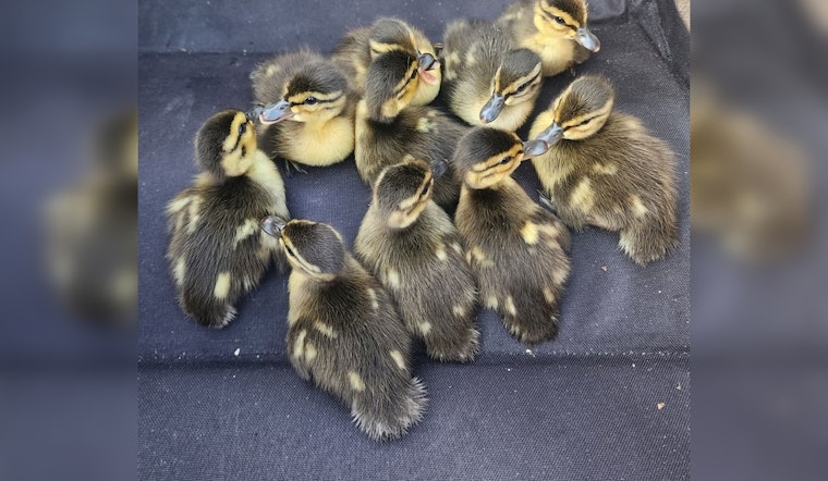 Minneapolis Police Team Up with Locals to Rescue Ducklings from Storm Drain