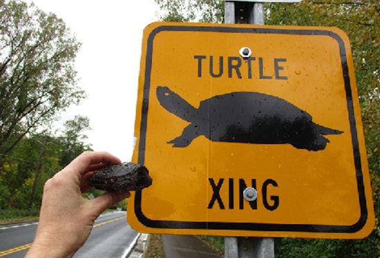Minnesota Drivers Urged to Watch for Turtles During Peak Crossing Season