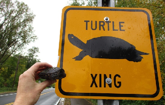 Minnesota Drivers Urged to Watch for Turtles During Peak Crossing Season