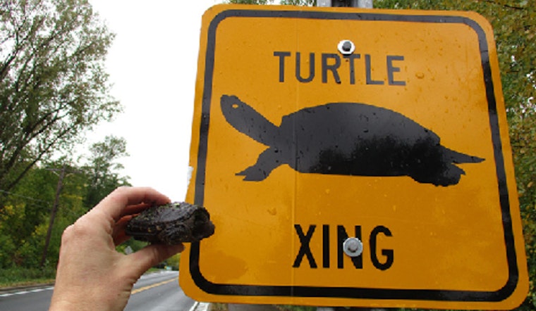 Minnesota Drivers Urged to Watch for Turtles During Peak Crossing Season