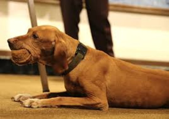 Minnesota K-9 Hero Matka Retires, State Patrol Prepares Successor For Capitol Duty