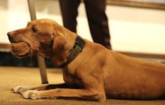 Minnesota K-9 Hero Matka Retires, State Patrol Prepares Successor For Capitol Duty