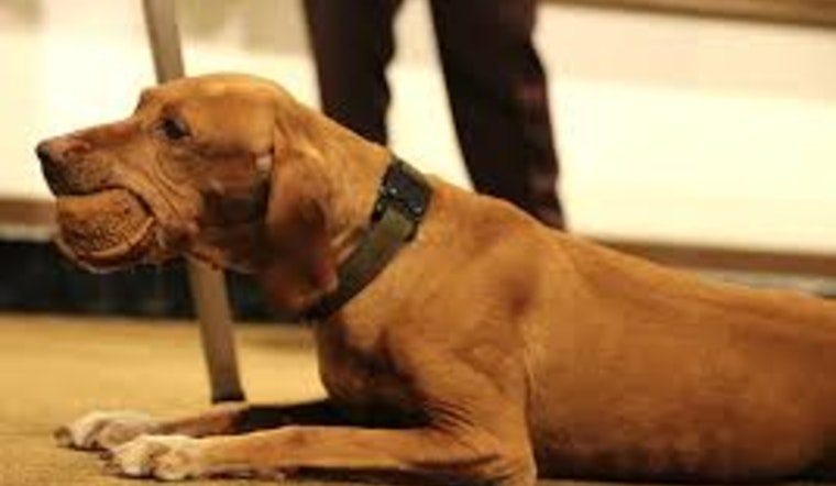 Minnesota K-9 Hero Matka Retires, State Patrol Prepares Successor For Capitol Duty
