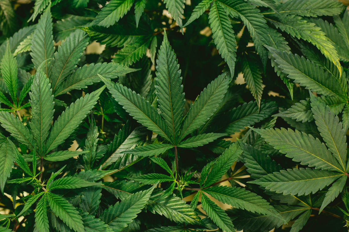 Minnesota's Marijuana Industry Poised for Economic Boost as U.S. - Vimarsana News