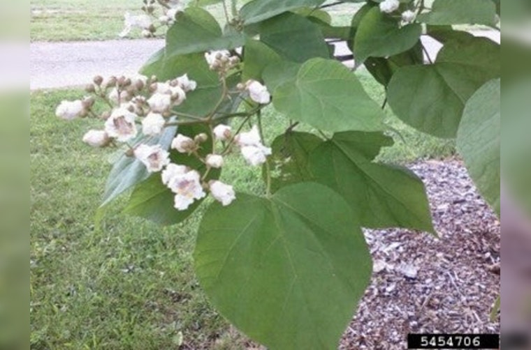 Minnetonka's Tree and Shrub Sale Offers Green Solutions for Residents