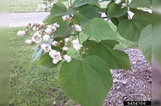 Minnetonka's Tree and Shrub Sale Offers Green Solutions for Residents