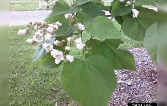 Minnetonka's Tree and Shrub Sale Offers Green Solutions for Residents