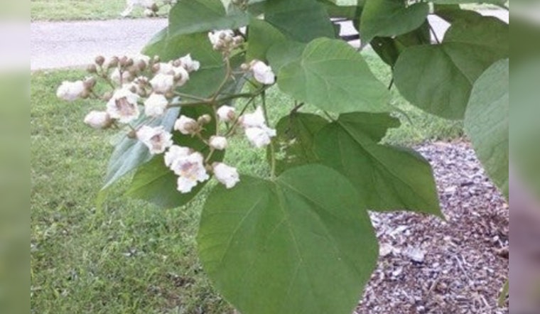 Minnetonka's Tree and Shrub Sale Offers Green Solutions for Residents