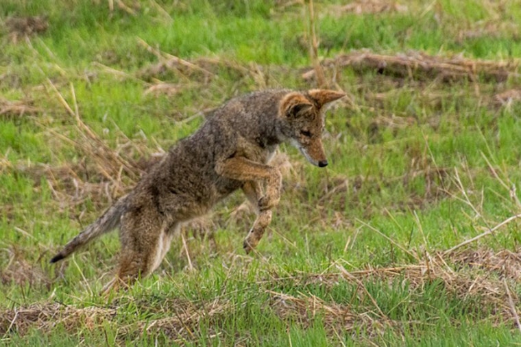 Miramar Family Devastated After Coyotes Snatch and Kill Beloved Pet Within Gated Community