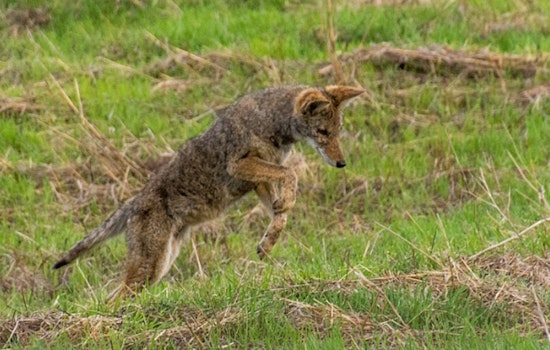 Miramar Family Devastated After Coyotes Snatch and Kill Beloved Pet Within Gated Community