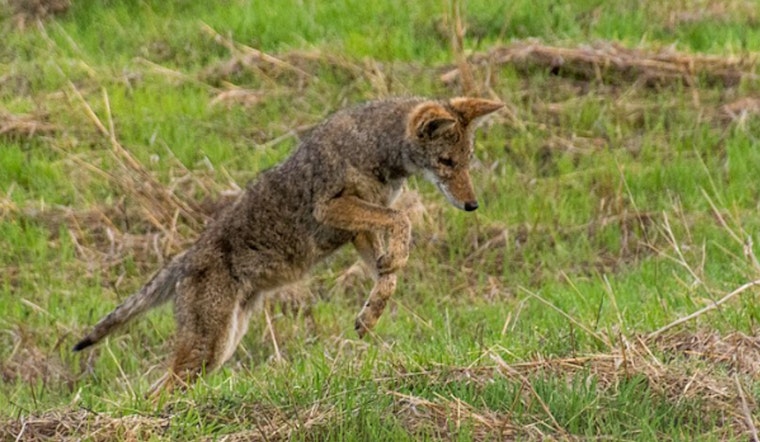 Miramar Family Devastated After Coyotes Snatch and Kill Beloved Pet Within Gated Community