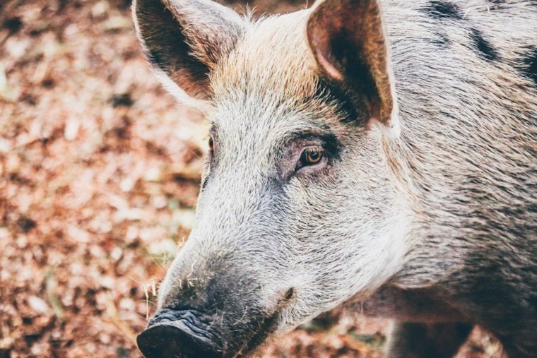 Miramar Residents Alarmed as Rampaging Wild Hogs Invade Suburban Yards and Scour Landscapes