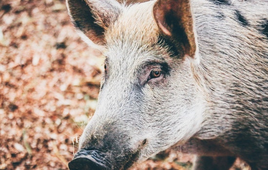Miramar Residents Alarmed as Rampaging Wild Hogs Invade Suburban Yards and Scour Landscapes