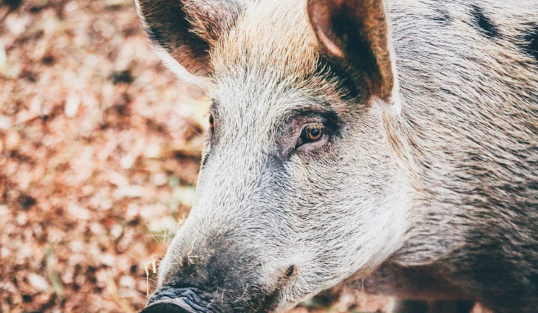 Miramar Residents Alarmed as Rampaging Wild Hogs Invade Suburban Yards and Scour Landscapes