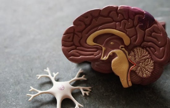 MIT Maven Breakthrough: Bio-Bright Brains! BLUsH Tech Sheds Light in Neuroscience's Murky Depths