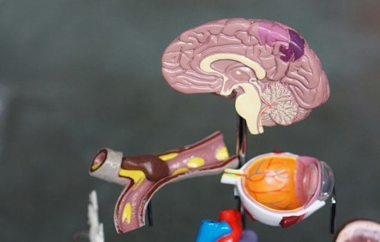 MIT Study Reveals How Early Visual Limitations Boost Brain's Object Recognition Abilities