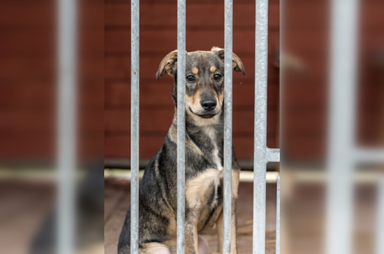 Montgomery County Reels at 'Astronomical' $84M Animal Shelter Quote, Seeks Cost-Cutting Alternatives