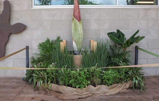 Nashville Awaits Odiferous Spectacle as 'Corpse Flower' Readies to Bloom at Zoo